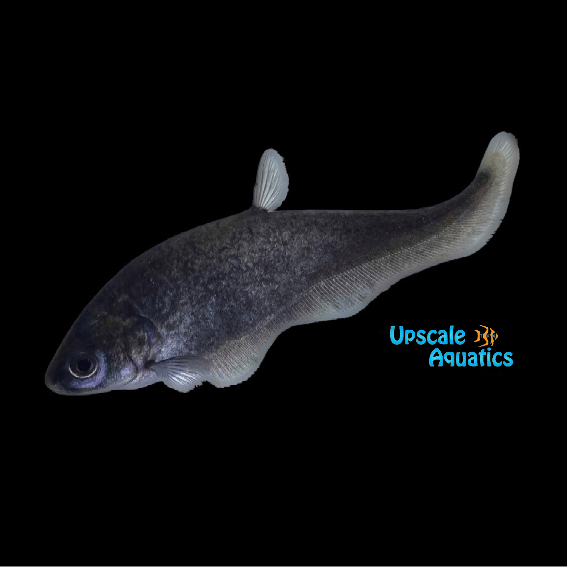 Bronze Featherback Knifefish (Notopterus notopterus) – Upscale Aquatics