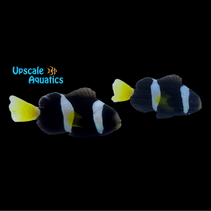 Milii Clownfish - Captive Bred (Amphiprion milii)