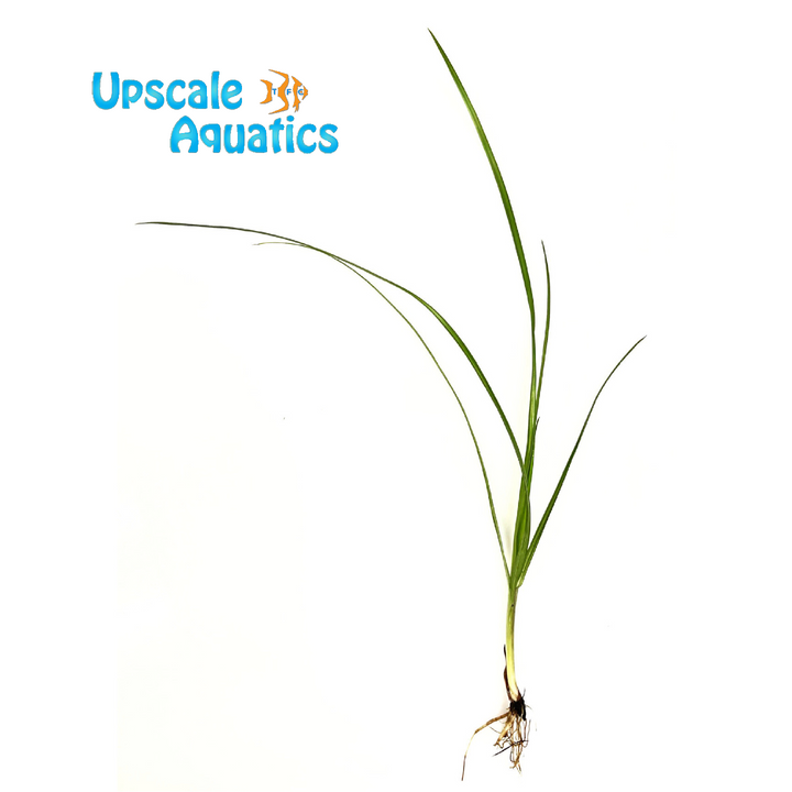Cyperus Helferi