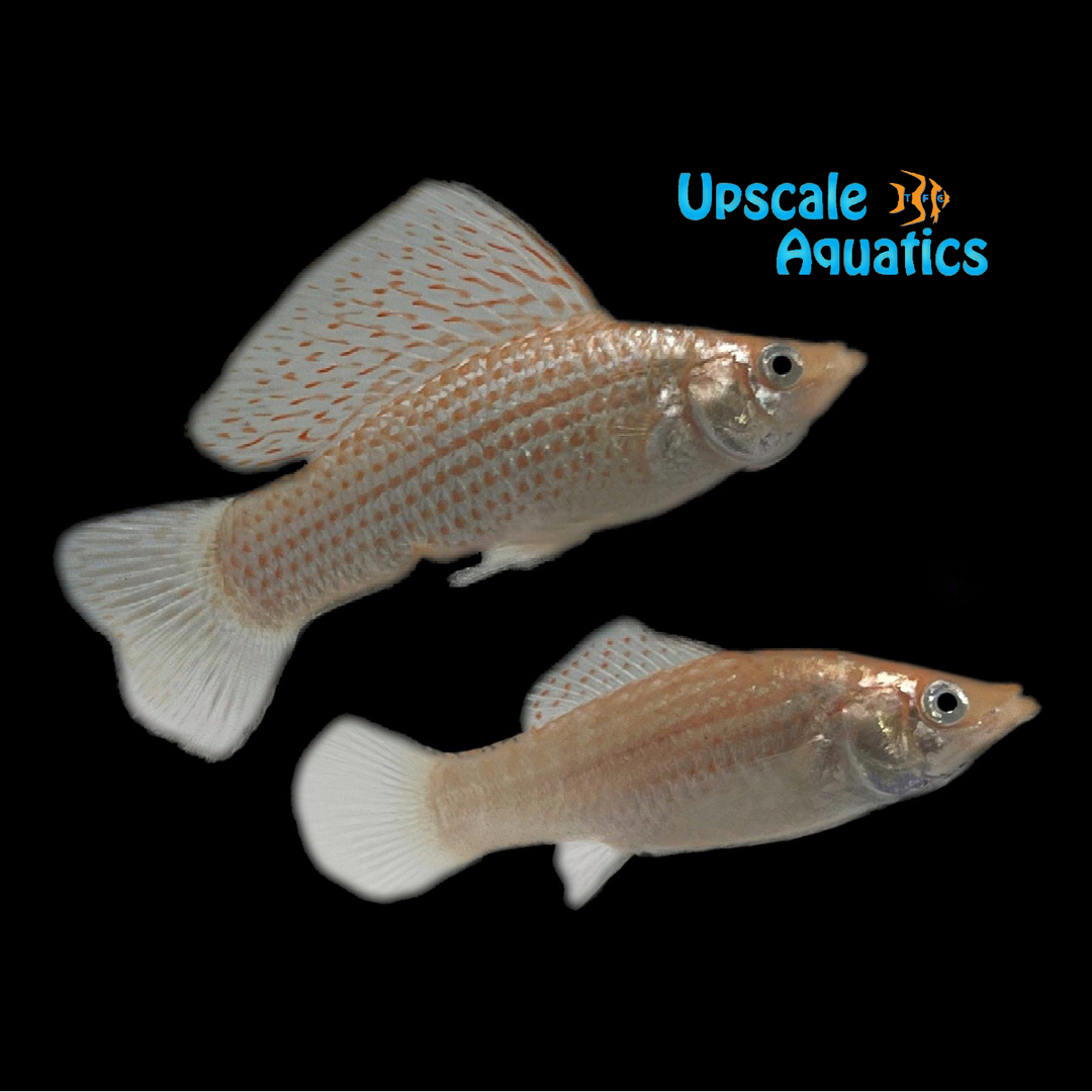 Pearl Sailfin Molly (Poecilia latipinna)