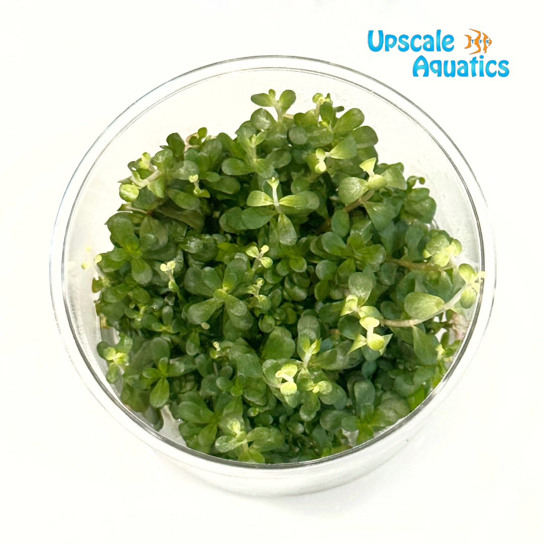 Rotala Macrandra Bangladesh 'Tissue Culture'