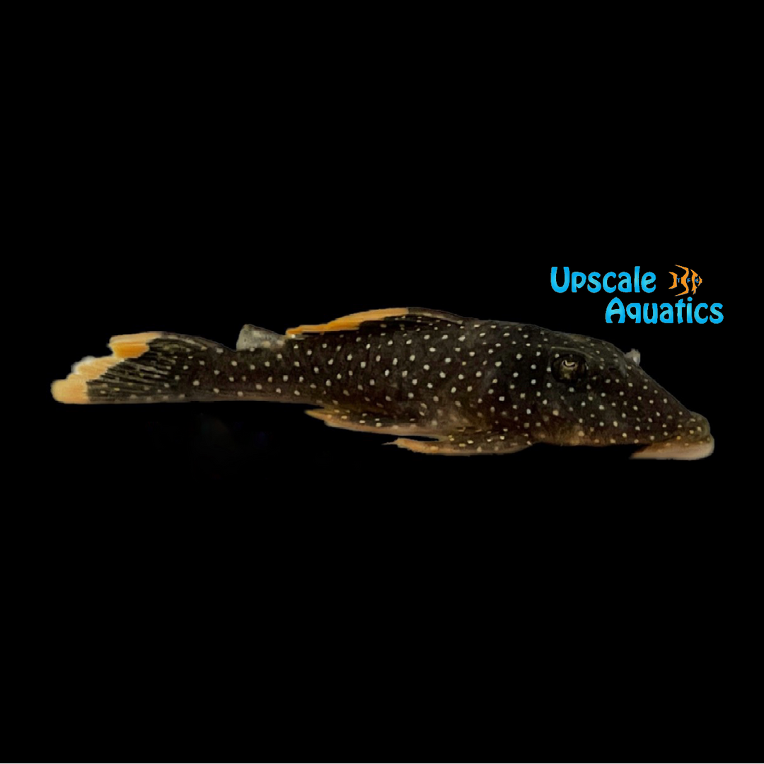 Fine Spot Gold Nugget Pleco L081n (Baryancistrus xanthellus)