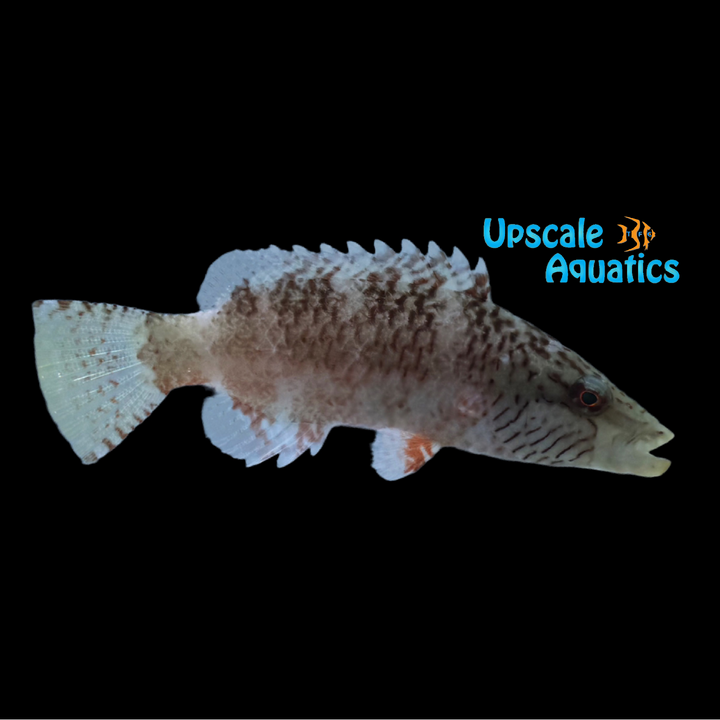 Cheek Lined Moari Wrasse (Oxycheilinus digramma)