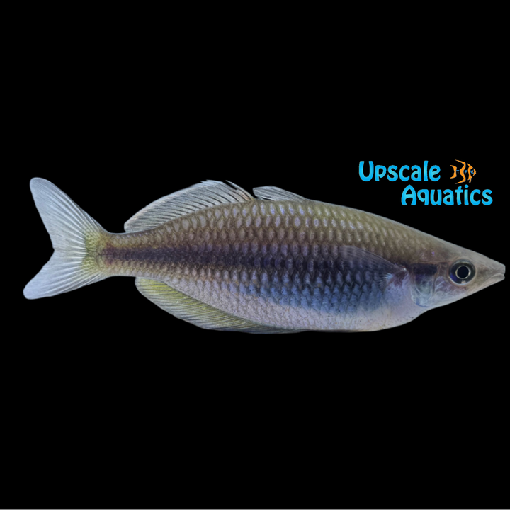 Sygamerai Rainbowfish 'Wild' (Melanotaenia sp. Sygamerai)
