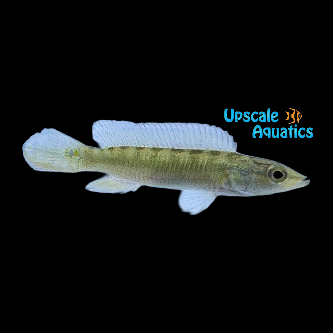 Sven's Pike Cichlid (Crenicichla sveni)