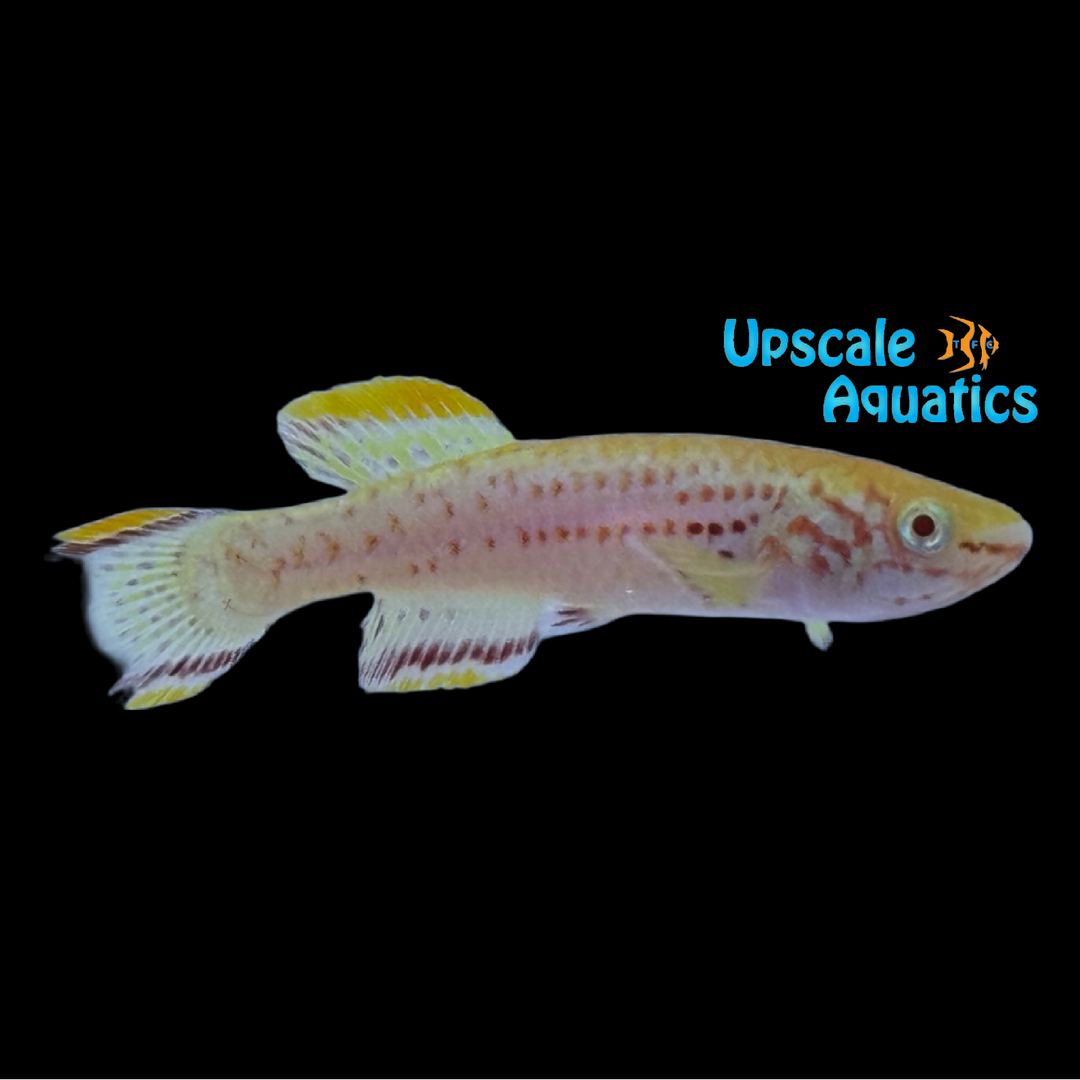 Albino Gardner's Killifish (Fundulopanchax gardneri albino)