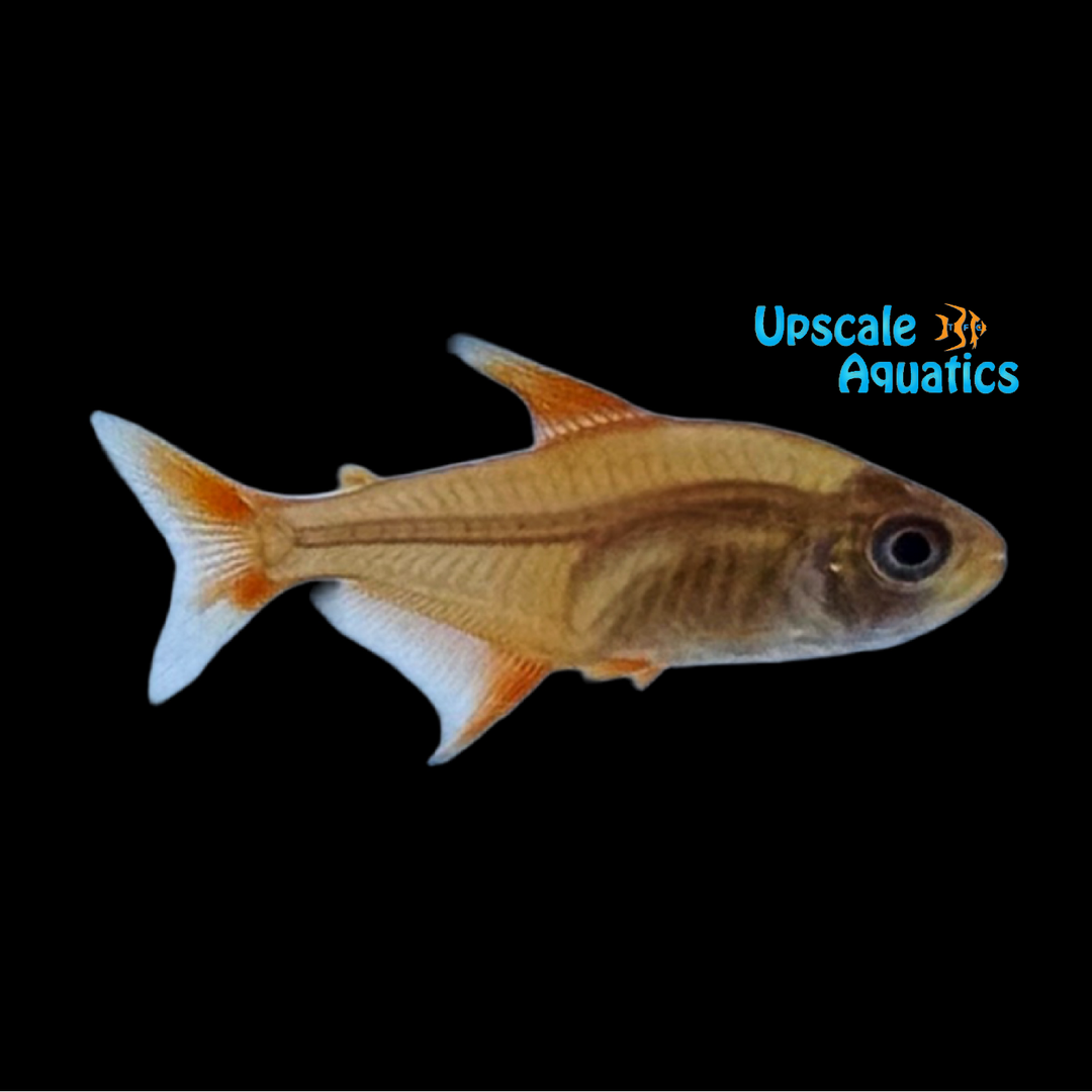 Strawberry Lemon Tetra (Hyphessobrycon cf. pulchripinnis)