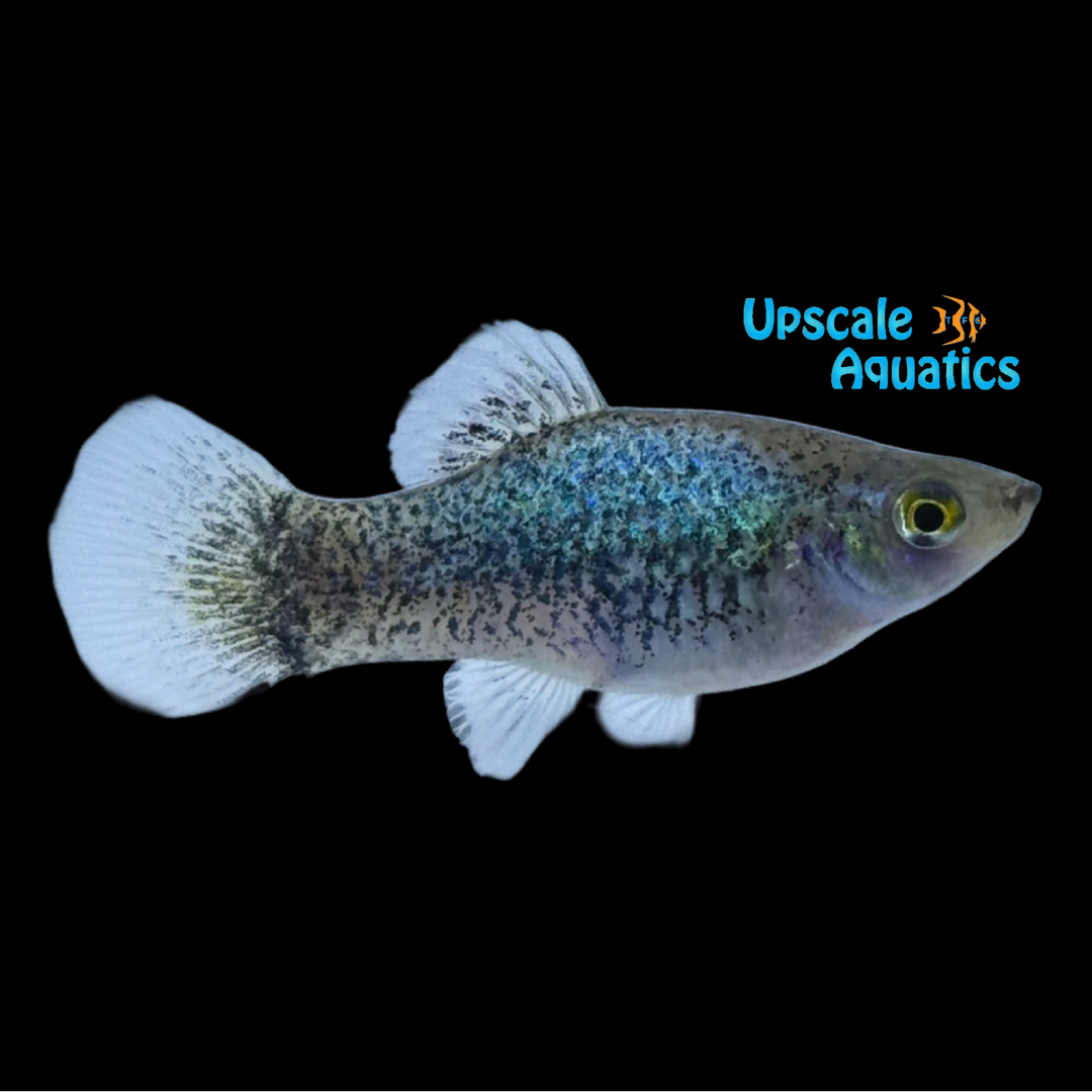Blue Calico Platy (Xiphophorus maculatus)