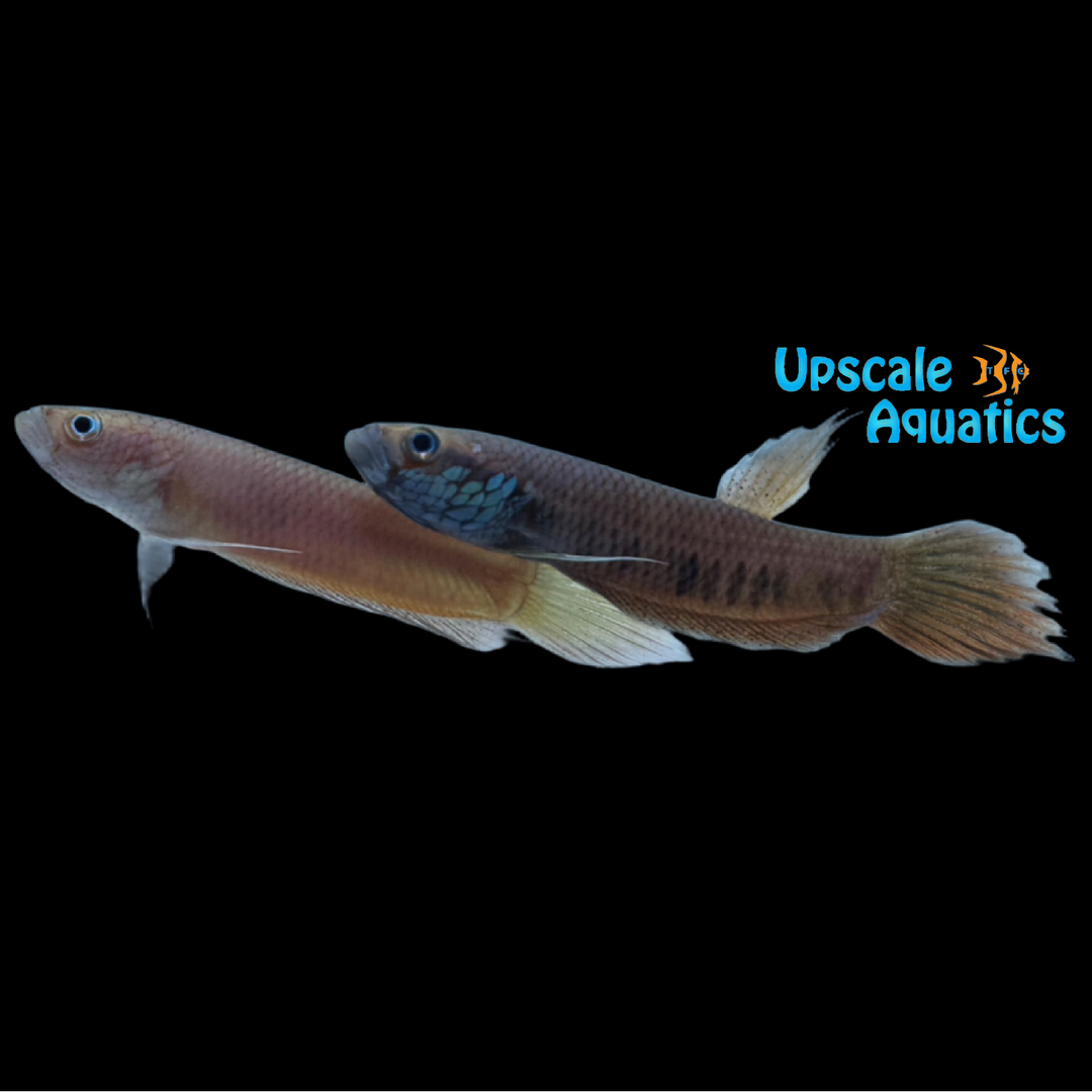 Betta Patoti - Wild (Betta patoti)