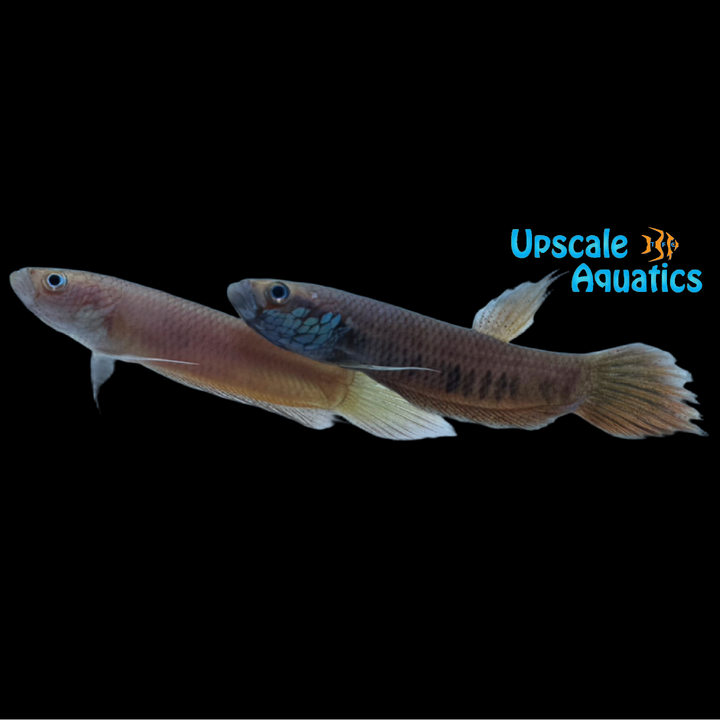 Betta Patoti - Wild (Betta patoti)