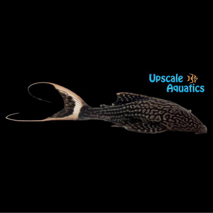 Lyretail Titanic Pleco L203 (Panaque schaeferi)