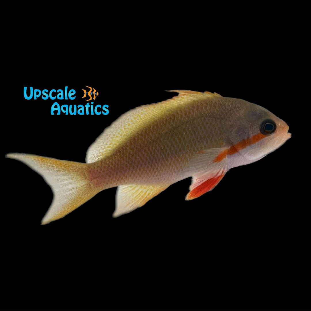Huchtii Anthias (Pseudanthias huchtii)