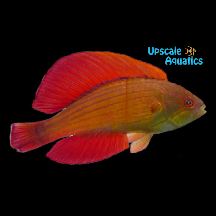 Eightline Flasher Wrasse (Paracheilinus octotaenia)