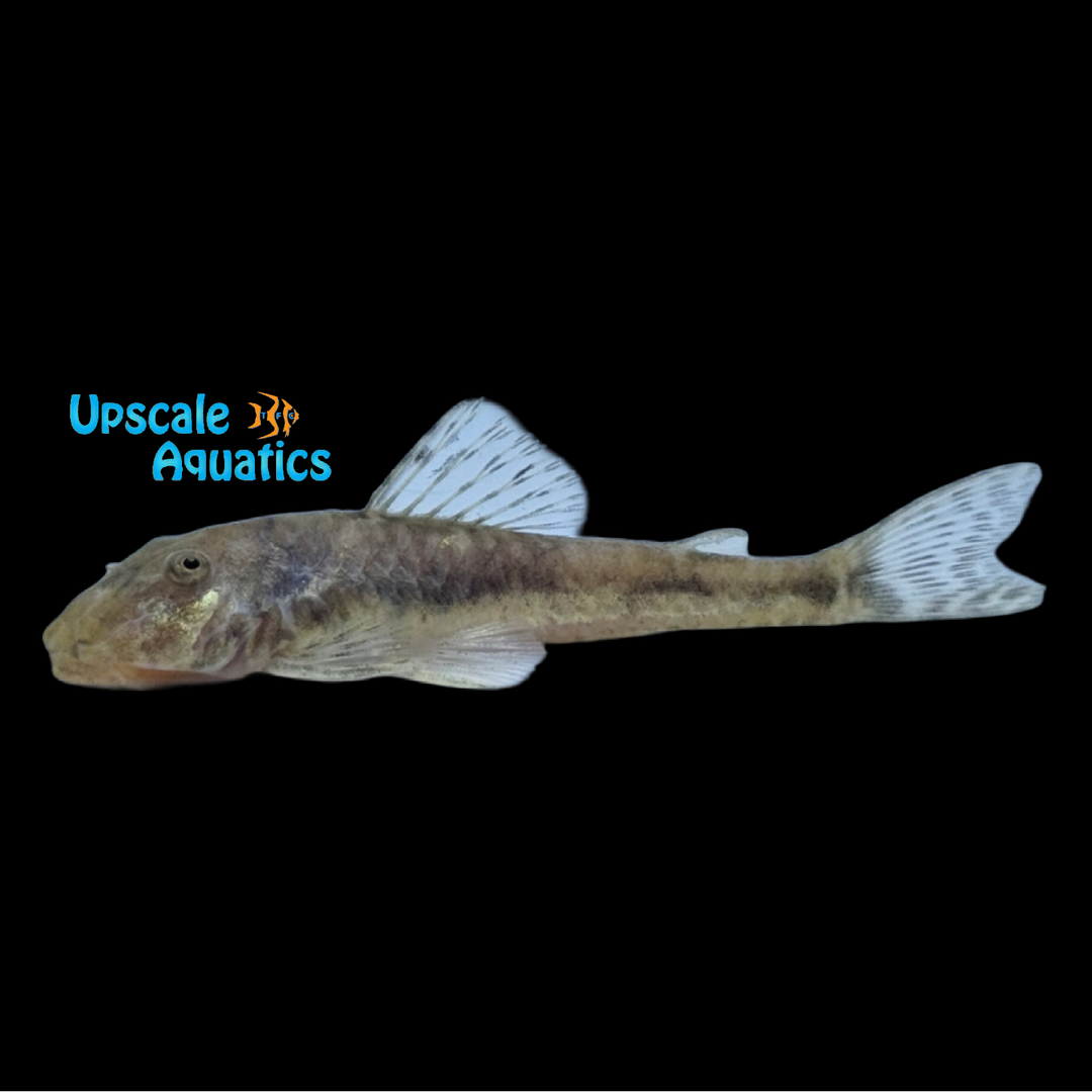 PItbull Pleco LDA025 (Parotocinclus jumbo)