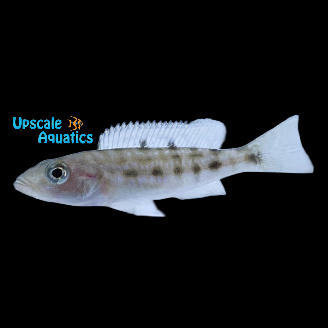 Lepidiolamprologus Elongatus