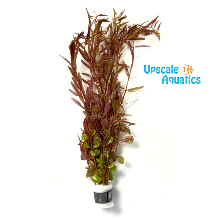 Ceylon Rotala (Rotala rotundifolia ceylon)