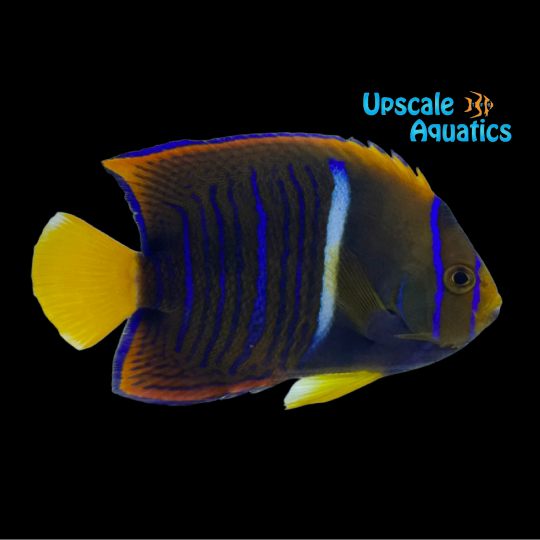 Passer Angelfish (Holacanthus passer)