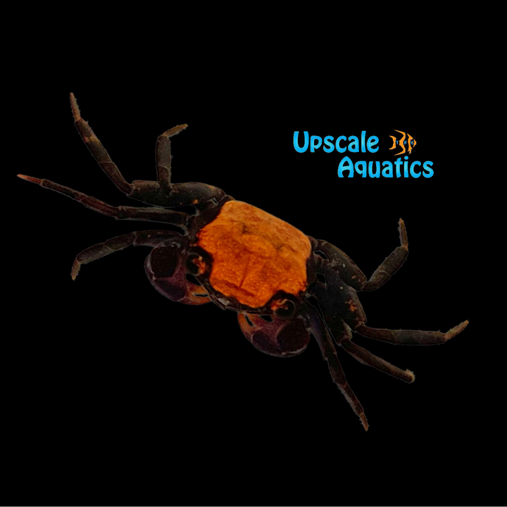 Orange Back Crab (Geosesarma sp.)