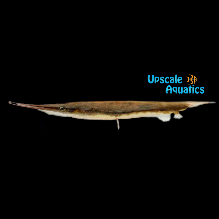 Striped Shrimpfish (Aeoliscus strigatus)
