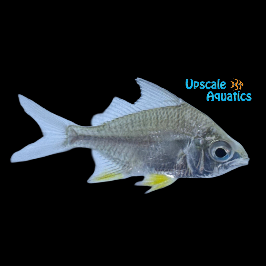 Yellowfin Mojarra (Gerres simillimus)