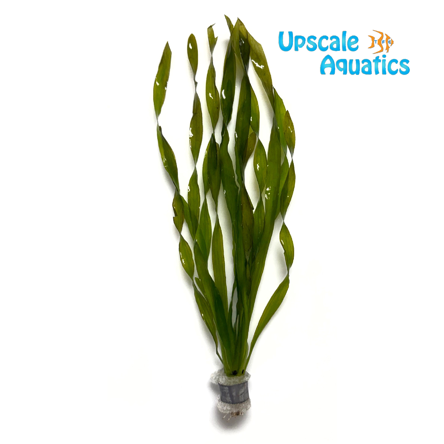 Americana Corkscrew Val (Vallisneria americana var. biwaensis ...