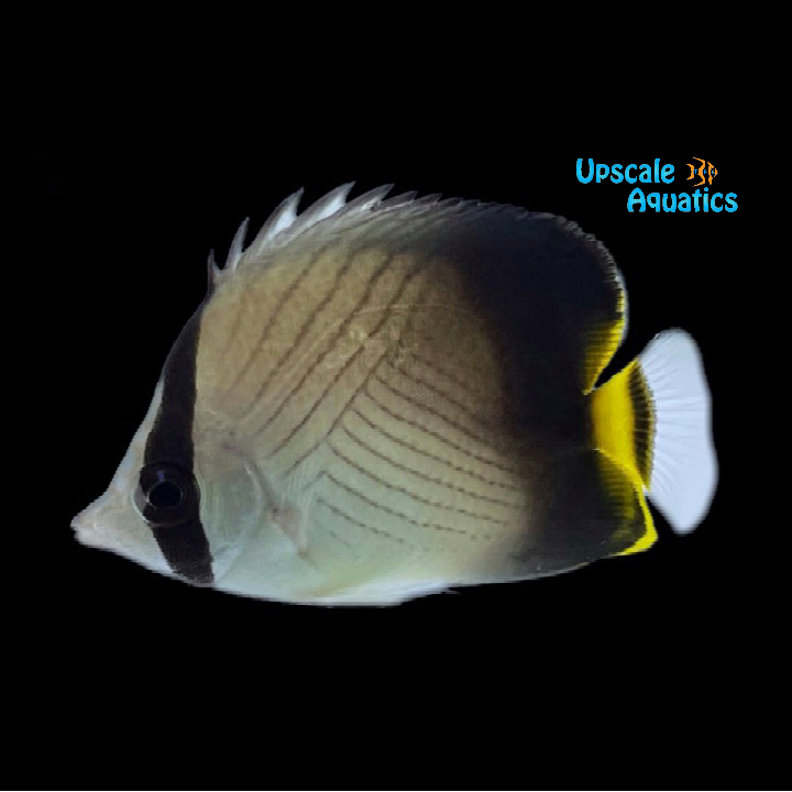 Blackfin Vagabond Butterfly (Chaetodon decussatus)