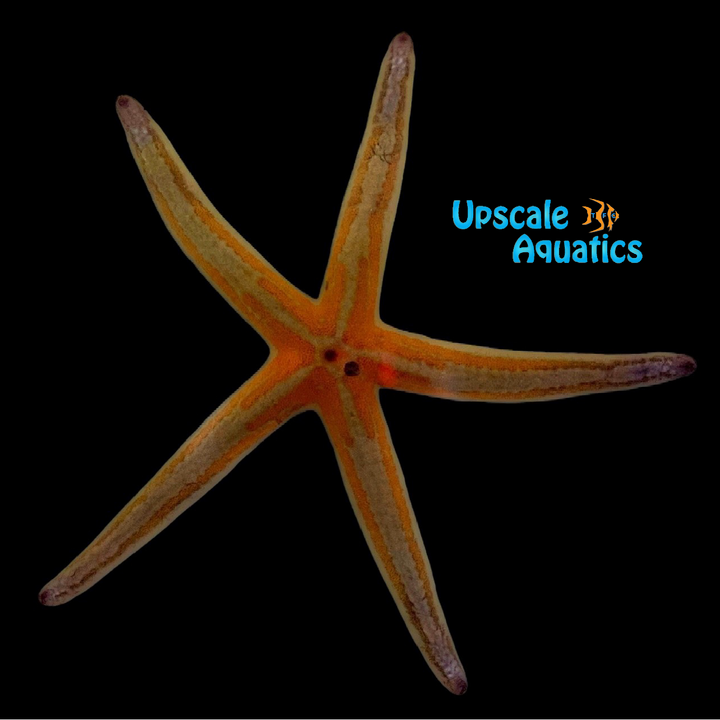 Phataria Starfish (Phataria unifascialis)