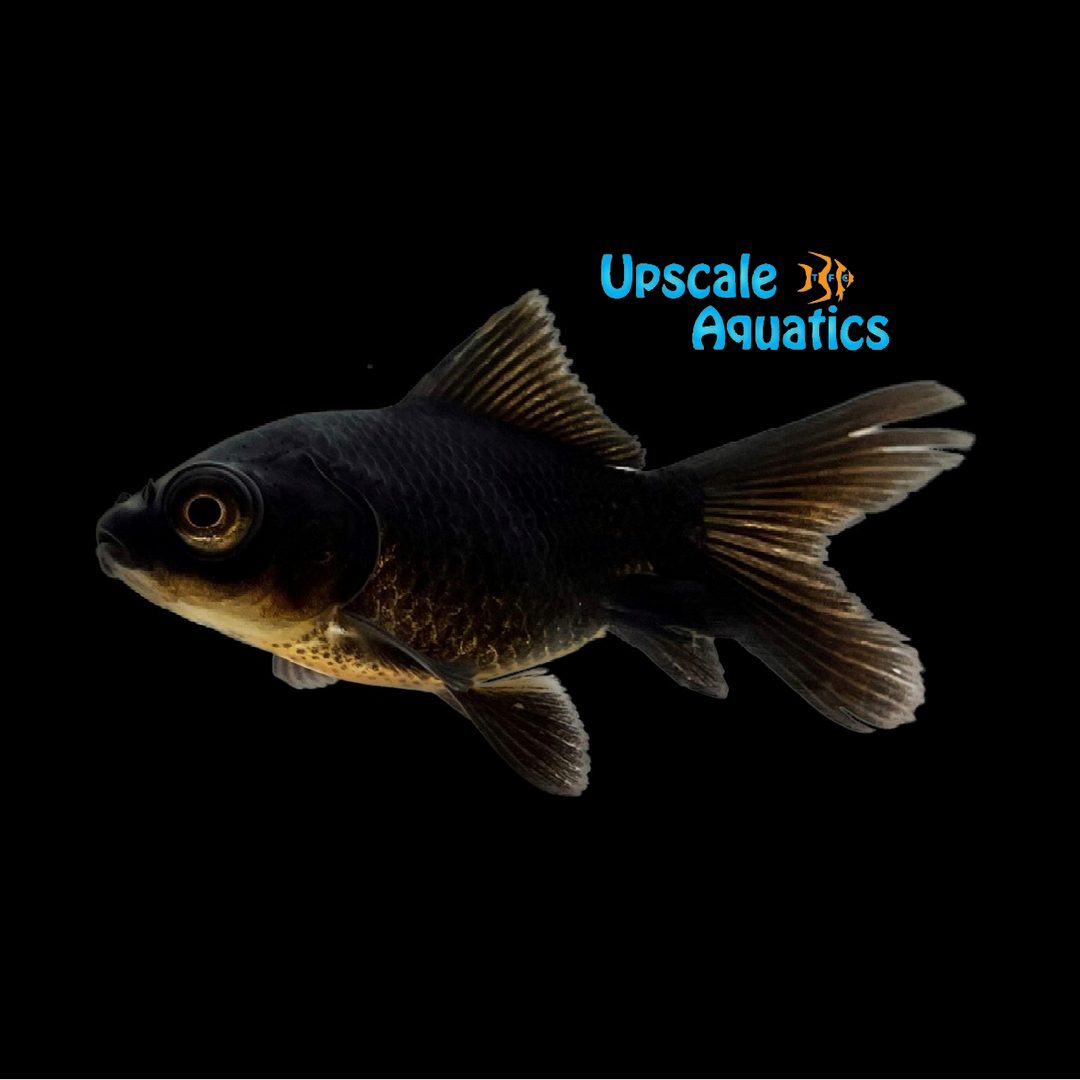 Nymph Goldfish (Carassius auratus)