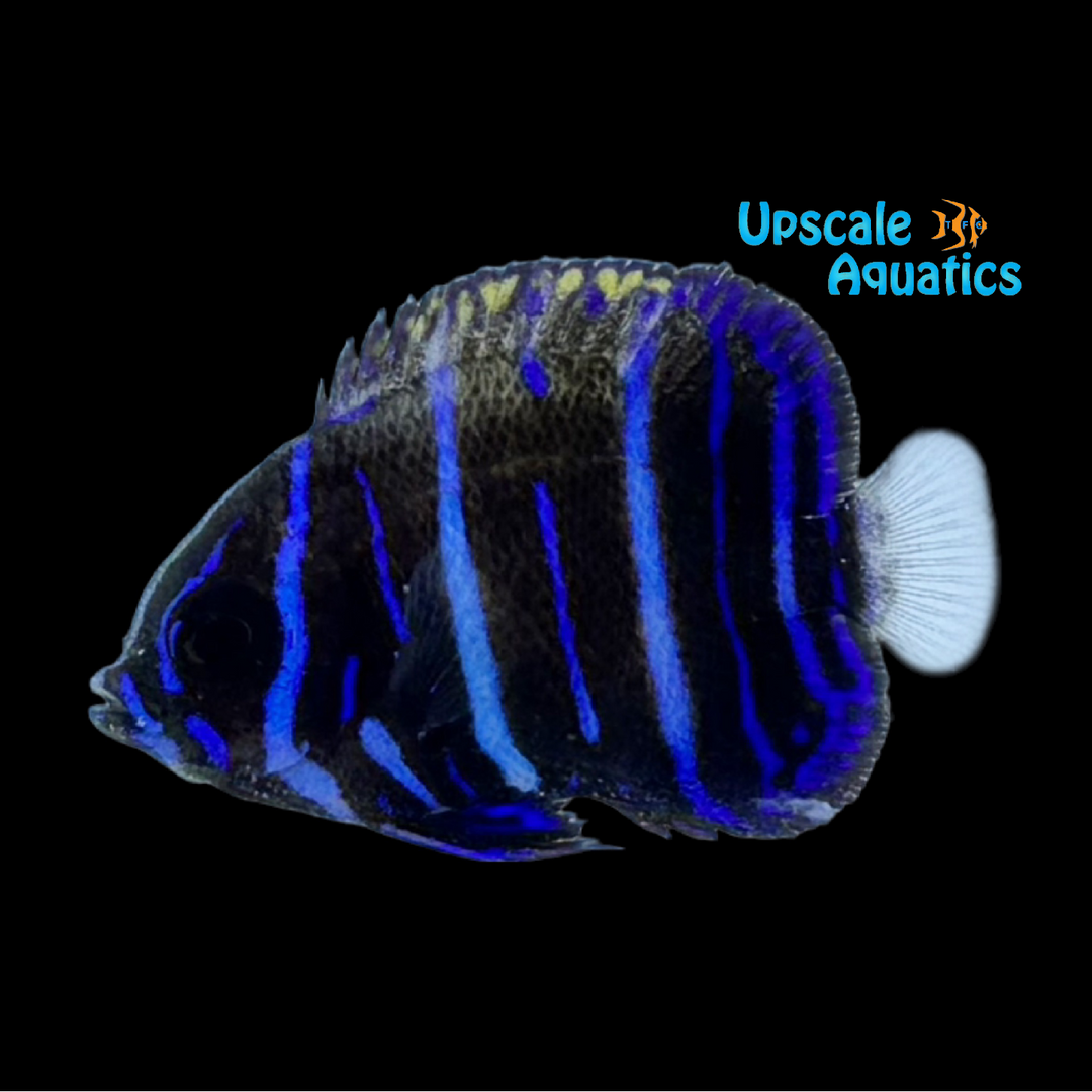 Majestic Angelfish 'Captive Bred' (Pomacanthus navarchus)