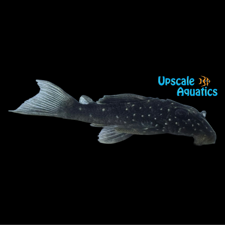 Luna Angel Pleco L339 (Hypancistrus lunaorum L339)