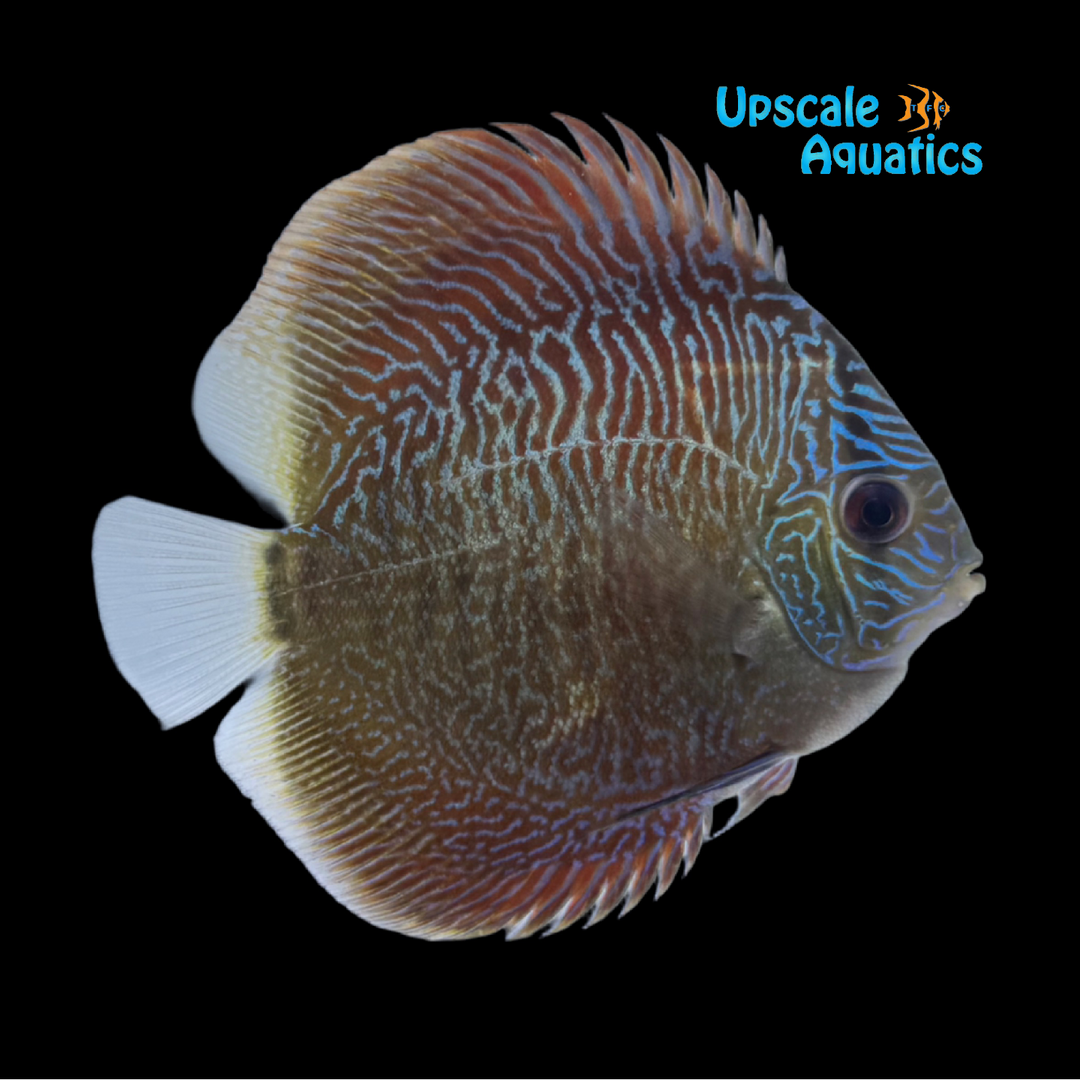 Red Snakeskin Discus (Symphysodon aequifasciatus)