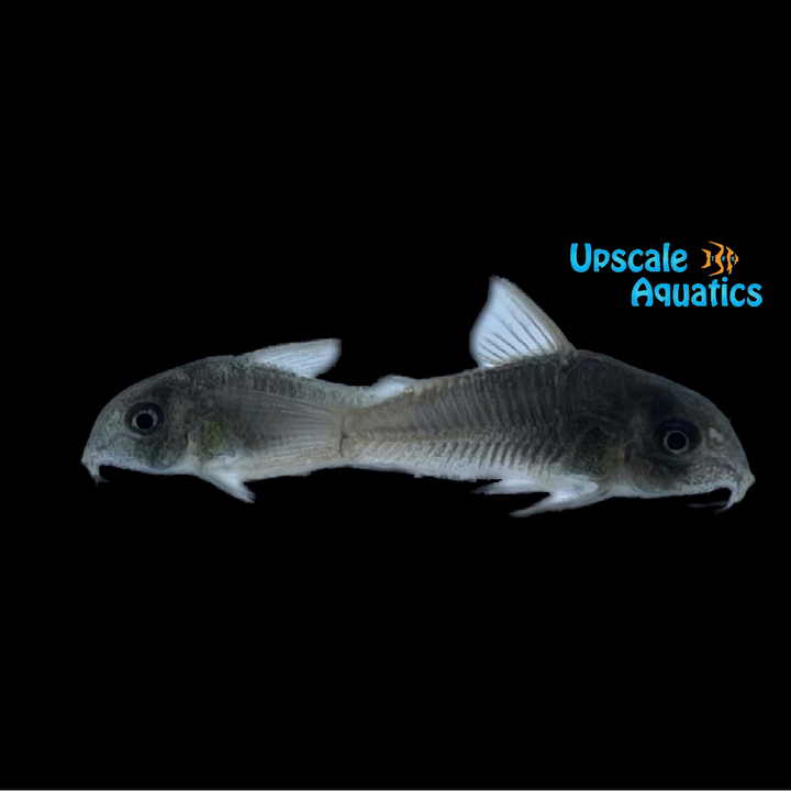 Concolor Cory (Corydoras concolor)