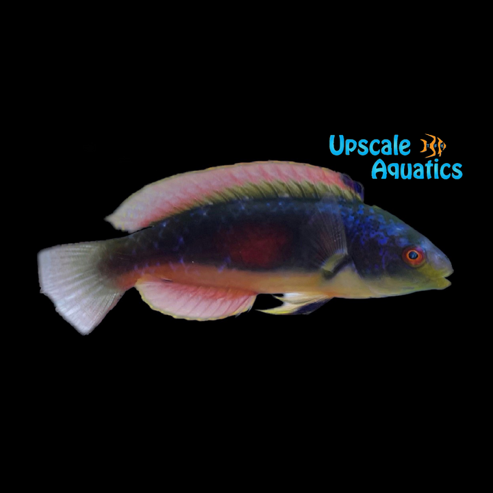 Scott's Fairy Wrasse - Fiji (Cirrhilabrus scottorum)