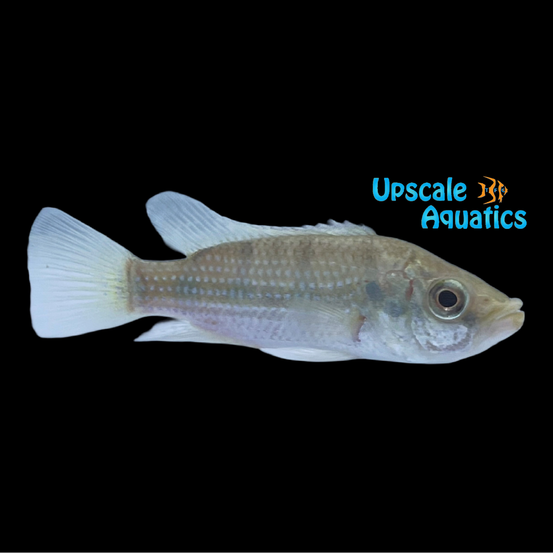 Banded Jewel Cichlid (Hemichromis elongatus)