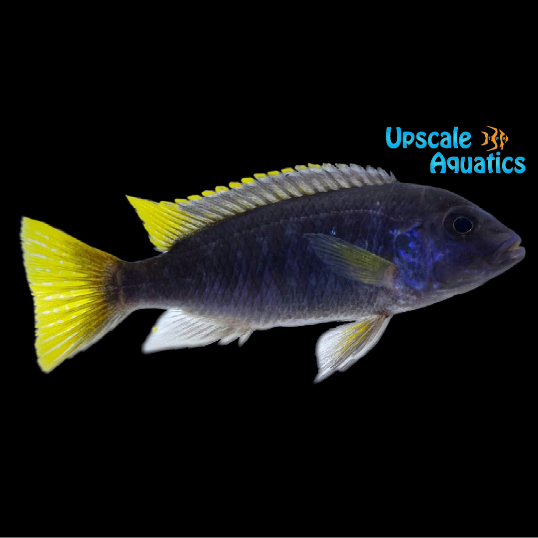 Yellow Tail Acei (Pseudotropheus acei)