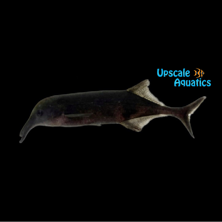 Longnose Elephantnose Mormyrid (Campylomormyrus rhynchophorus)