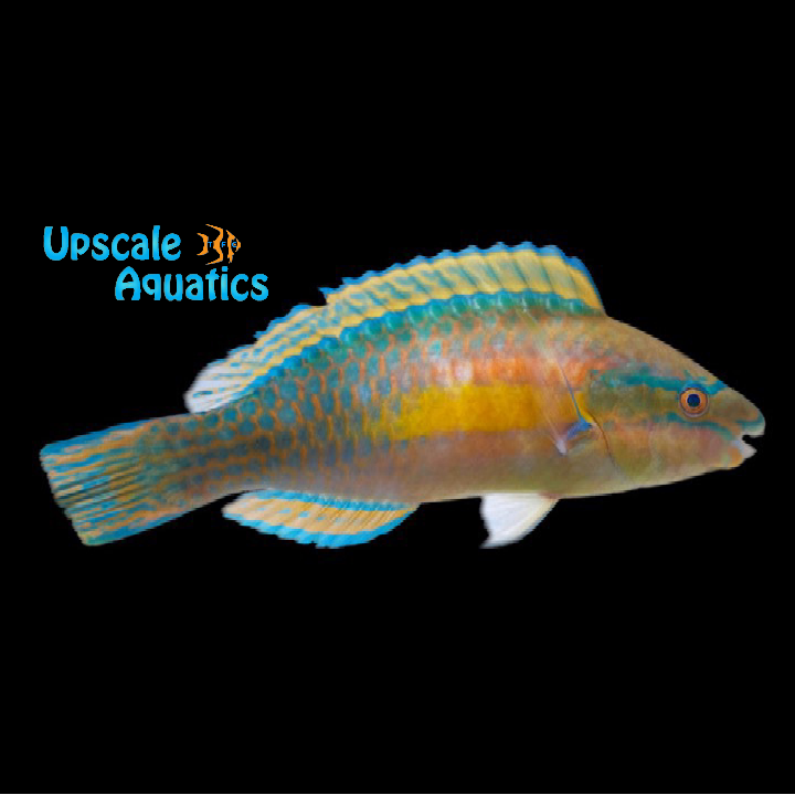 Painted Parrotfish (Scarus iseri)