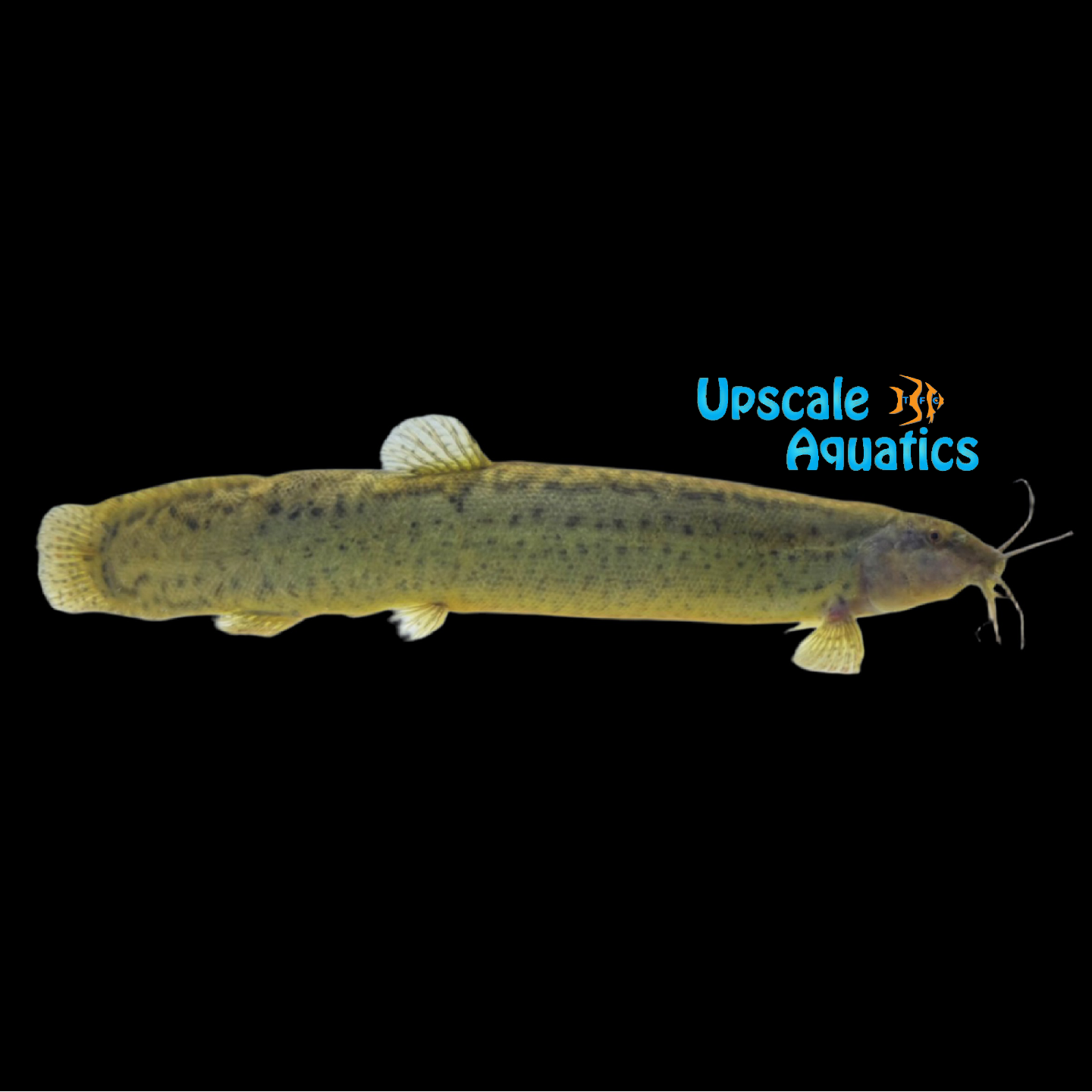 Dojo Loach (Misgurnus anguillicaudatus) – Upscale Aquatics