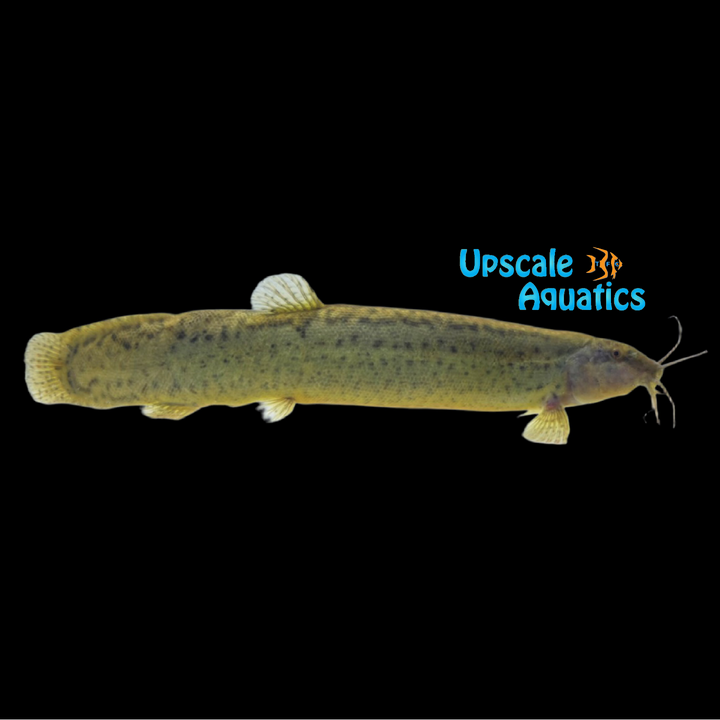 Dojo Loach (Misgurnus anguillicaudatus)