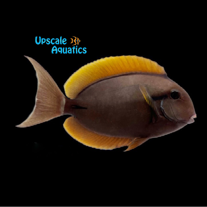 Epaulette Surgeonfish (Acanthurus nigricauda)