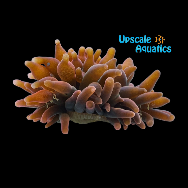 Rainbow Rose Bubble Tip Anemone (Entacmaea quadricolor)