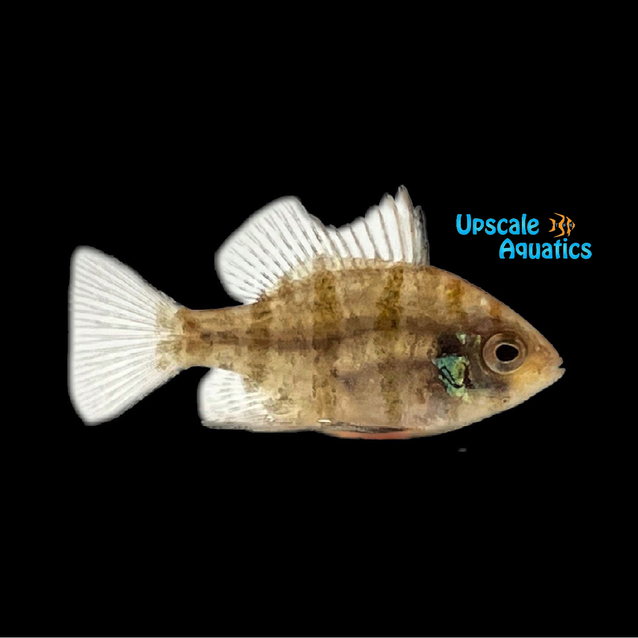 Blackbanded Sunfish - Captive Bred (Enneacanthus chaetodon) – Upscale ...