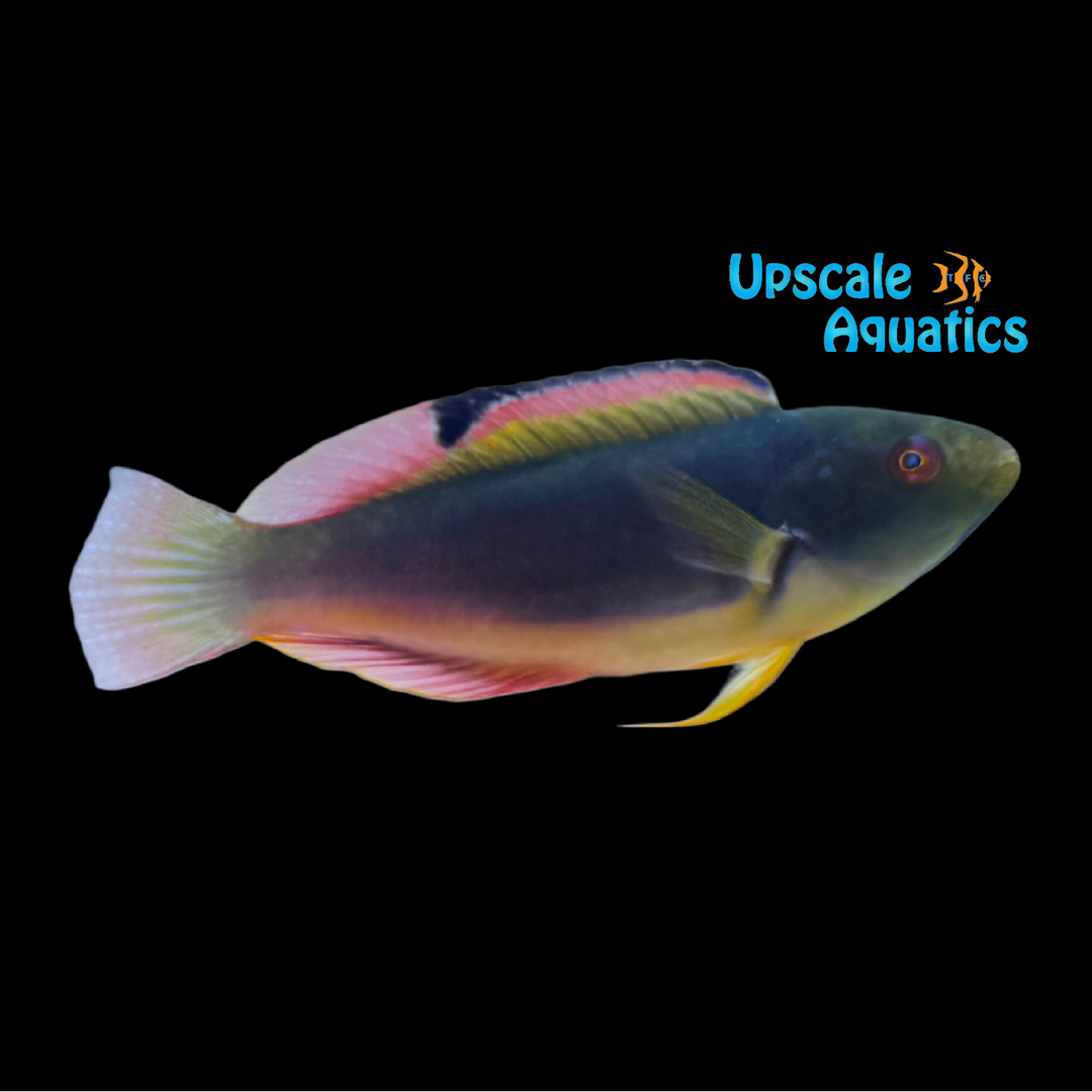 Scott's Fairy Wrasse - Fiji (Cirrhilabrus scottorum)