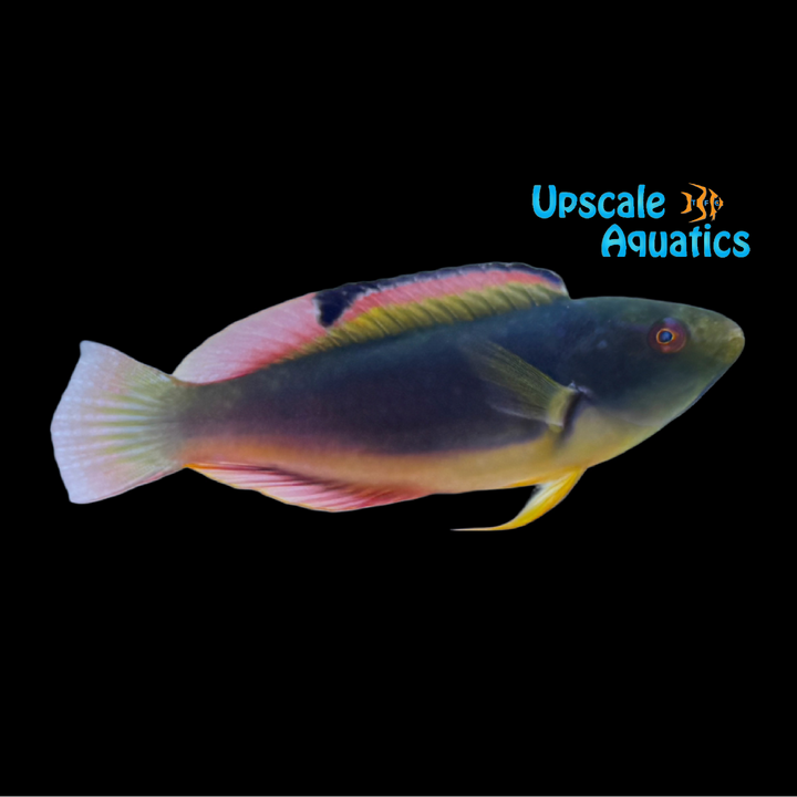 Scott's Fairy Wrasse - Fiji (Cirrhilabrus scottorum)