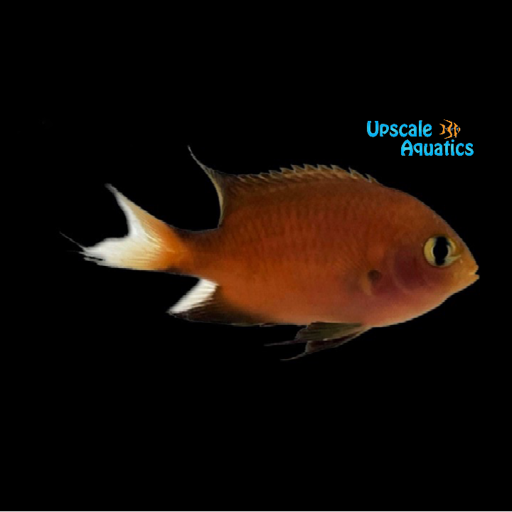 Bece Fish Agile Chromis (Chromis agilis) – Upscale Aquatics
