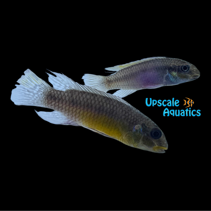 Kribensis Cichlid 'Lokunje' (Pelvicachromis taeniatus 'Lokunje')