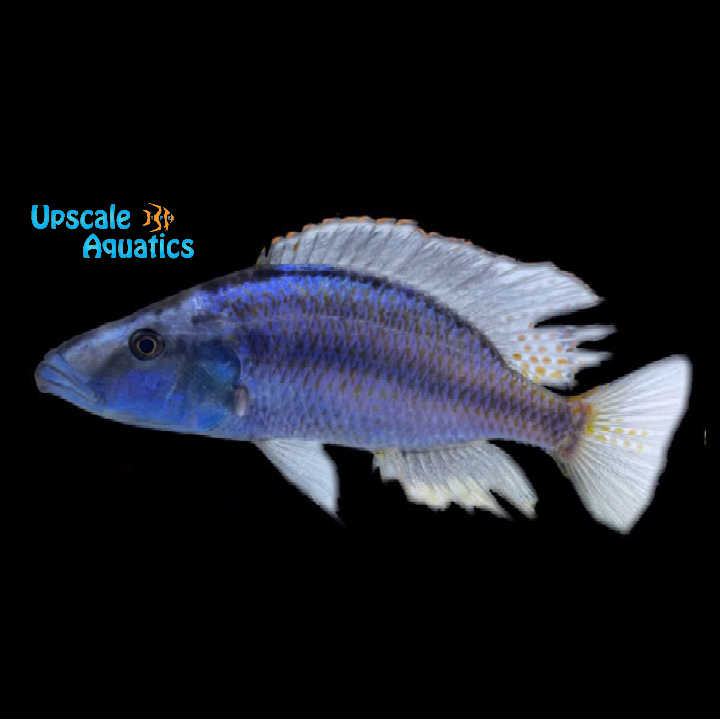 Malawi Compressiceps Cichlid (Dimidiochromis compressiceps)