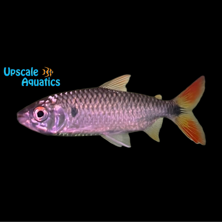 Nurse Tetra (Brycinus nurse)