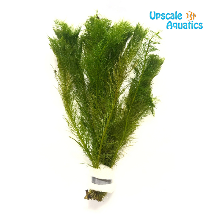 Myriophyllum Hippuroides