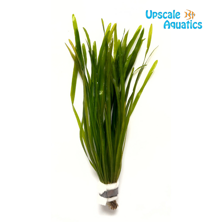 Mini Corkscrew Val (Vallisneria torta)